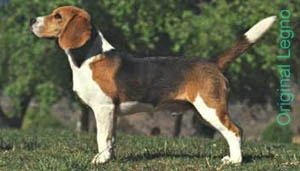 Cucce in legno per cane Beagle