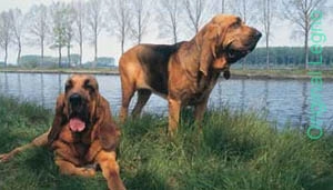 Cucce In Legno Per Cane Bloodhound