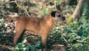 Cucce In Legno Per Cane Border Terrier